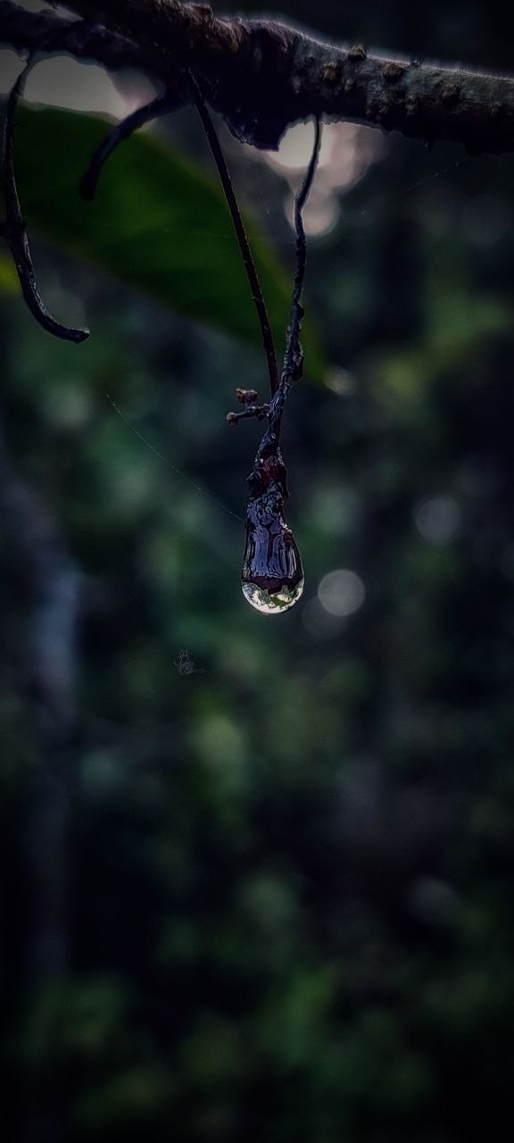 a spider from a branch